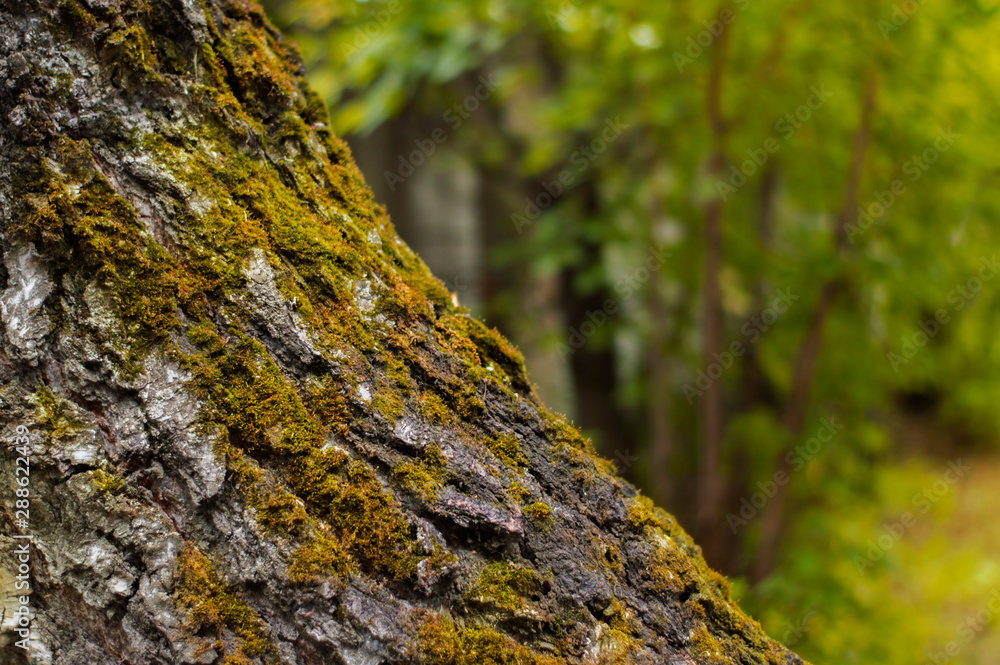 pine tree trunk covered with moss close-up, background photo