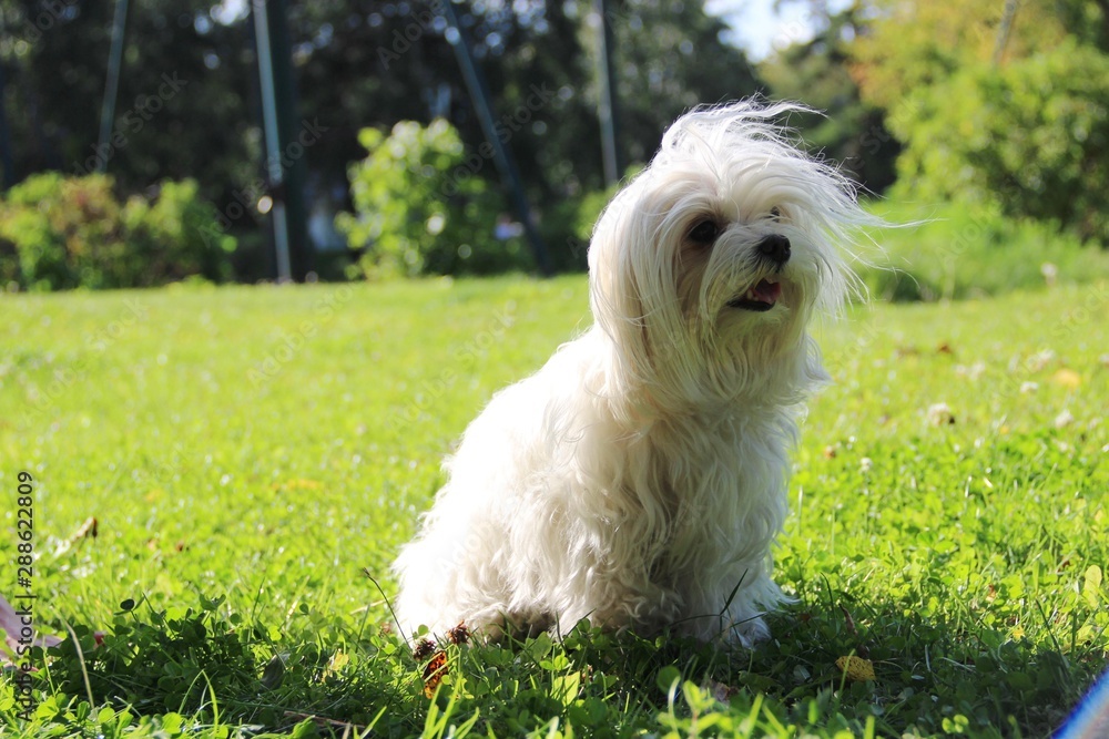 dog in grass dog in grass