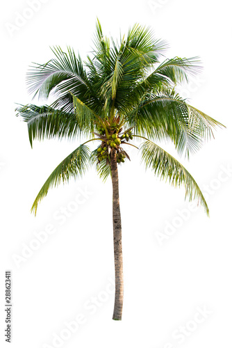 Coconut tree isolated on white background 
