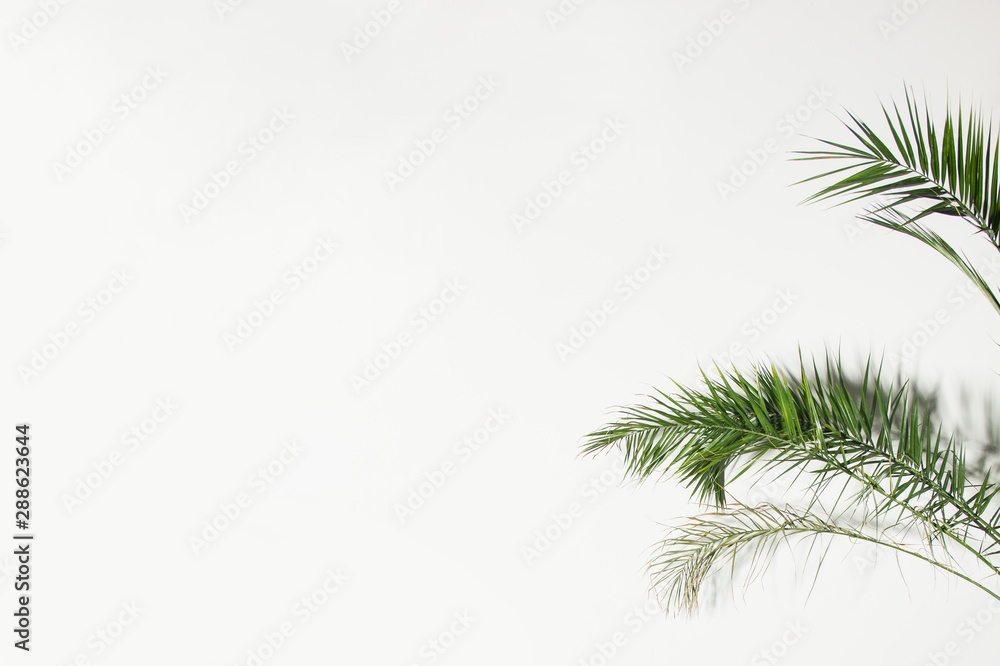 green palm branches on white background. minimal plant concept, free space on left side, place for text