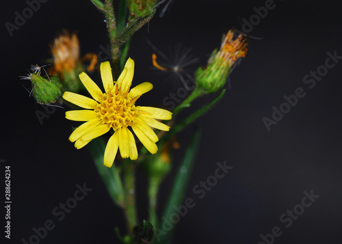 Dittrichia viscosa, also known as false yellowhead, woody fleabane, sticky fleabane and yellow fleabane, is a flowering plant in the daisy family, Crete photo