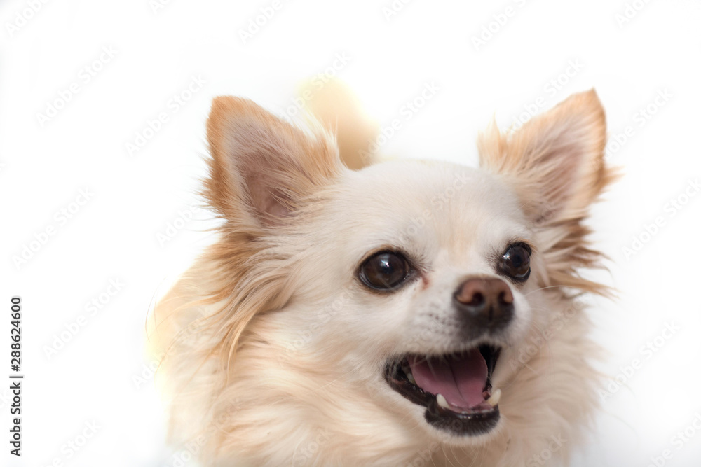 a portrait of a Chihuahua dog looking sadly at us with white background