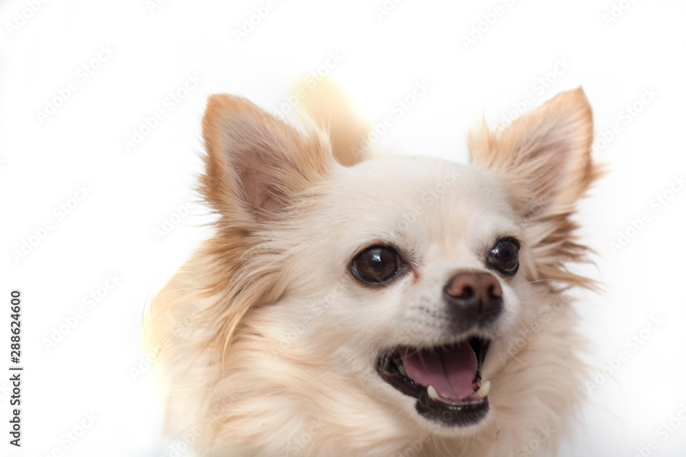 a portrait of a Chihuahua dog looking sadly at us with white background a portrait of a Chihuahua dog looking sadly at us with white background