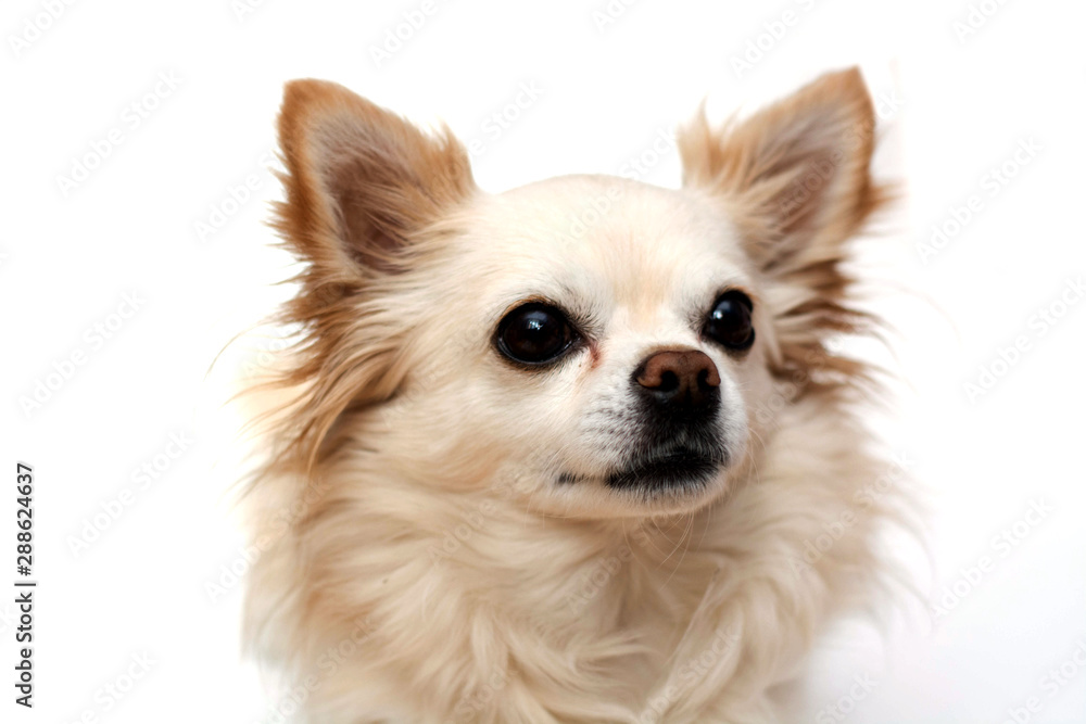 a portrait of a Chihuahua dog looking sadly at us with white background