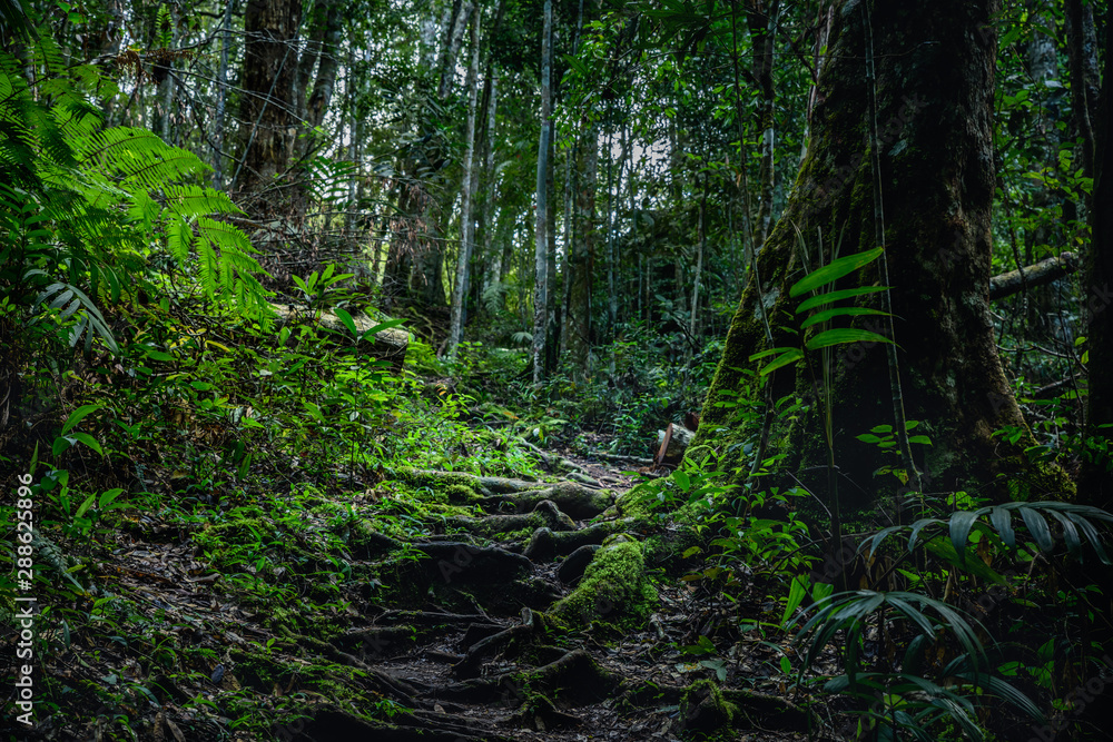 Walk way for trail or trekking at tropical rainforest,  Scenery jungle landscape with green moss and fern