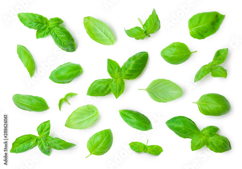 Different fresh green basil herb leaves isolated on white background