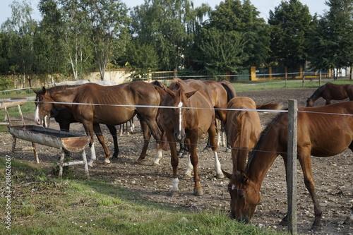 Horses and farm images in Hungary, Europe © Tom Sandroy