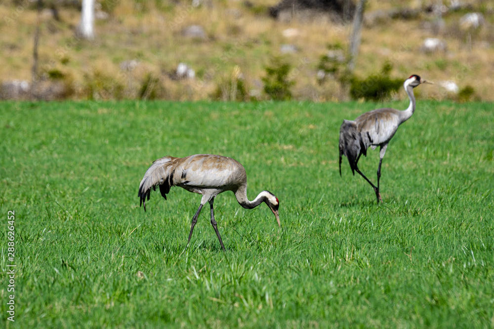 Fototapeta premium Couple of cranes walking on a green grass field