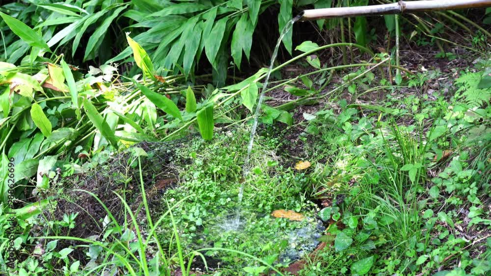 Bamboo waterworks in Japanese farmers garden Bamboo waterworks in Japanese farmers garden