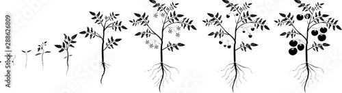 Silhouette of life cycle of tomato plant. Growth stages from seed to flowering and fruiting plant with tomatoes isolated on white background