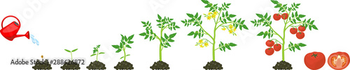 Life cycle of tomato plant. Growth stages from seed to flowering and fruiting plant with ripe red tomatoes isolated on white background