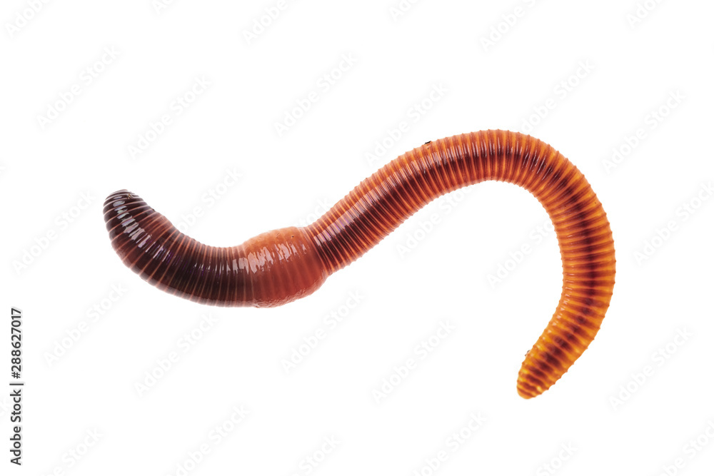 Macro shot of red worm Dendrobena, earthworm live bait for fishing isolated on white background. Macro shot of red worm Dendrobena, earthworm live bait for fishing isolated on white background.