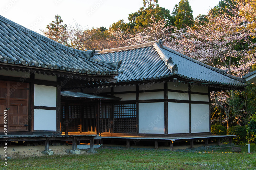 日本の木造建築と朝日が当たる桜