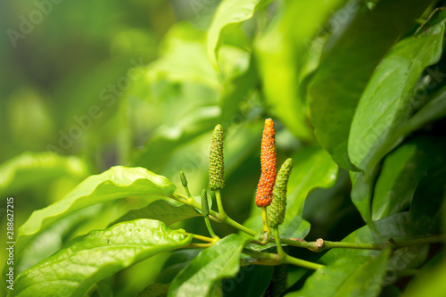 Close up red piper longum on blurred green leaves background 