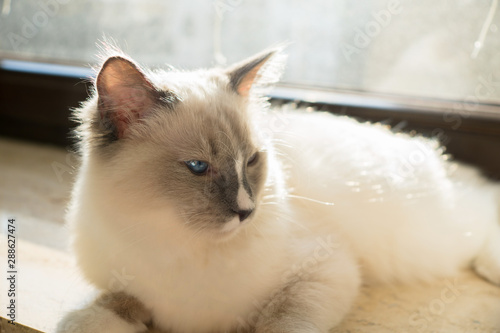 Cat Ragdoll On Windowsill At Sunrise © Jane N. Photography 