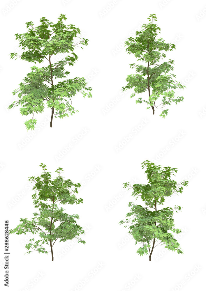 Fototapeta premium Japanese maple tree spring season on a white background with clipping path.Realistic 3D rendering....