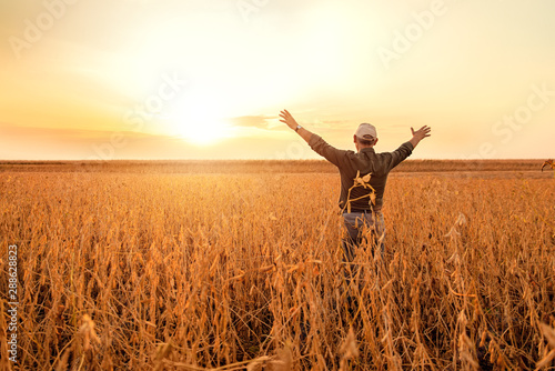 Rear view of senior farmer standing with his outstretched in soybean field examining crop at sunset.