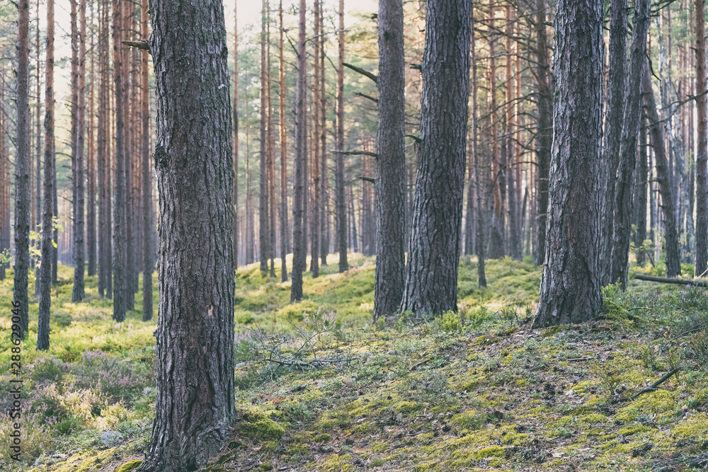 Evening in a pine forest in summer Evening in a pine forest in summer