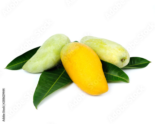 Yellow mangos on white background