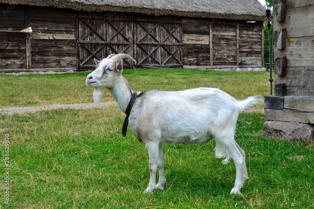 White domestic male goat (Capra aegagrus hircus) tied on a chain. Goat standing in a rural yard, on a farm. In the background wooden rural buildings. White domestic male goat (Capra aegagrus hircus) tied on a chain. Goat standing in a rural yard, on a farm. In the background wooden rural buildings.