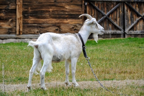 White domestic male goat (Capra aegagrus hircus) tied on a chain. Goat standing in a rural yard, on a farm. In the background wooden rural buildings.