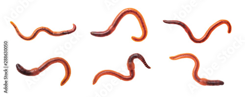 Macro shots of red worm Dendrobena, earthworm live bait for fishing isolated on white background. photo