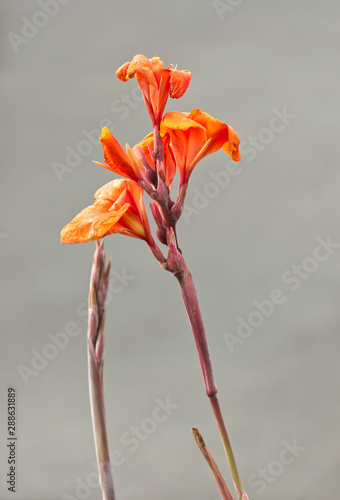 Orange Cann Lily on grey background