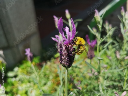 Honey bee on purple flower macro close up