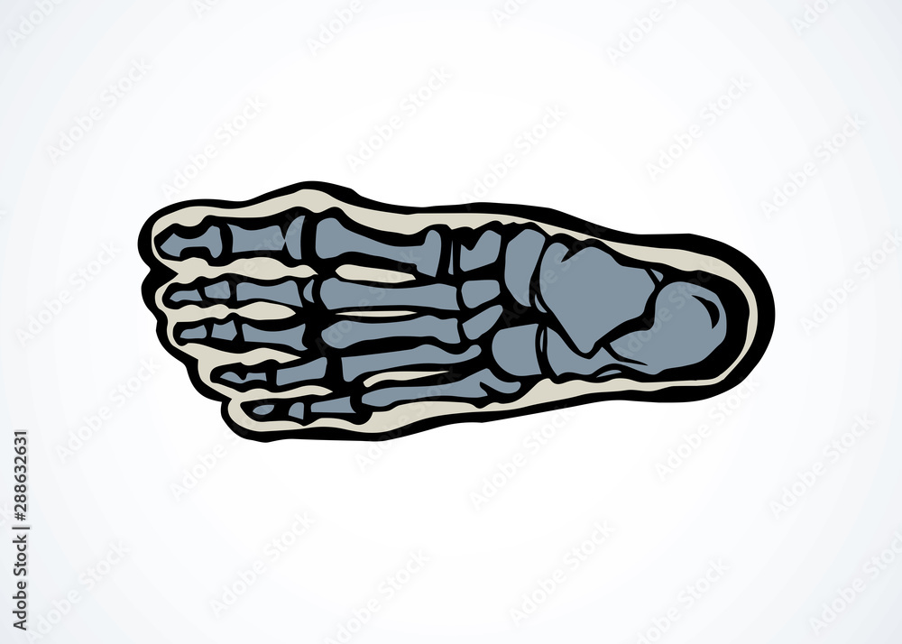 Bones of the foot. Vector drawing Bones of the foot. Vector drawing