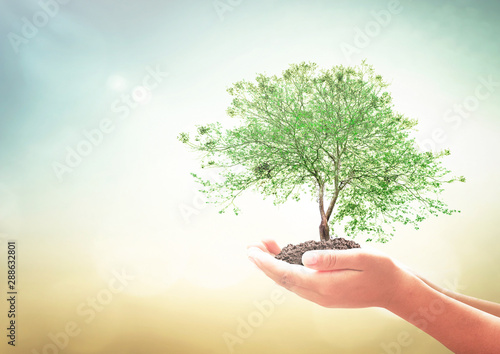 World environment day concept: Human hands holding big tree over green forest background