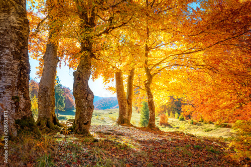 Fototapeta Naklejka Na Ścianę i Meble -  Autumn in a forest - colorful leaves and big trees