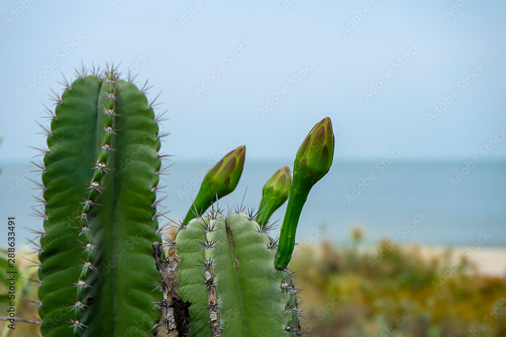Close up of Peruvian apple cactus flower