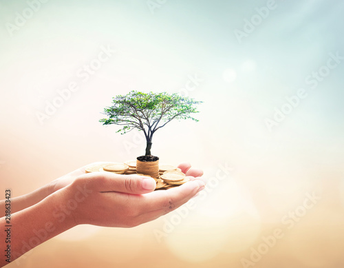 Government pension fund concept: Human hands holding stacks of golden coins and growth tree on blurred green nature autumn sunset background