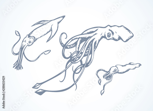 Squid. Vector drawing