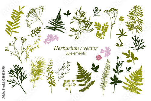 Set of silhouettes of botanical elements. Branches with leaves, herbs, wild plants, trees. Garden and forest collection of leaves and grass. Vector illustration on white background
