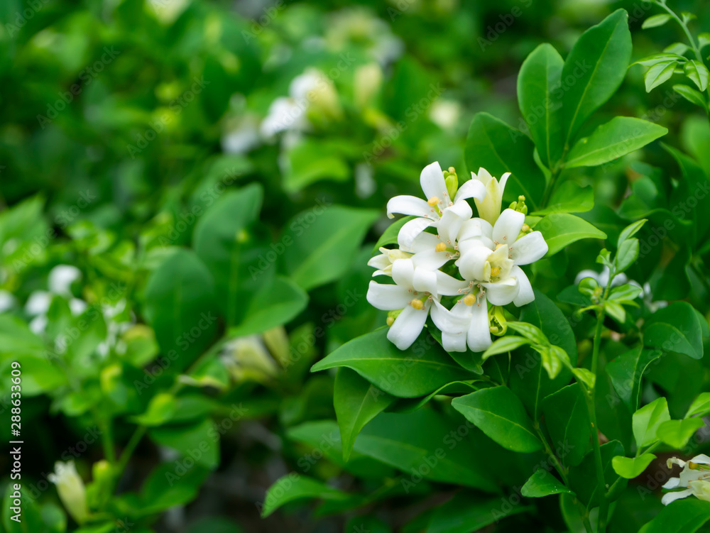 White Orange Jasmine or China Box flower. White Orange Jasmine or China Box flower.
