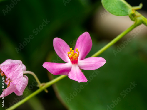 Close up small pink mexican creeper flower.