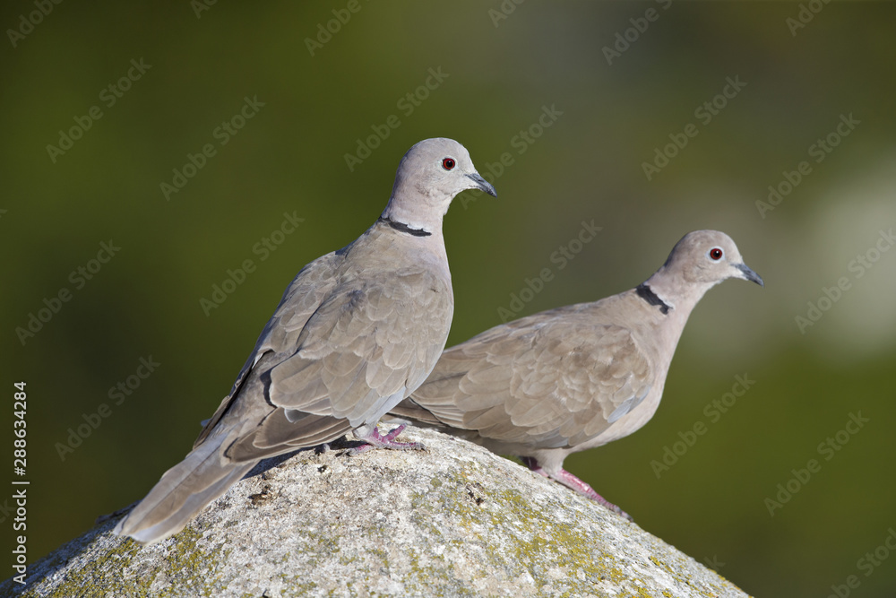 An adult couple of Eurasian collared doves (Streptopelia decaocto) perched on a roof in the morning sun in Algarve Portugal. An adult couple of Eurasian collared doves (Streptopelia decaocto) perched on a roof in the morning sun in Algarve Portugal.