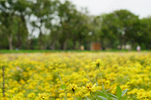 Meadow flowers yellow growing  on the field.         