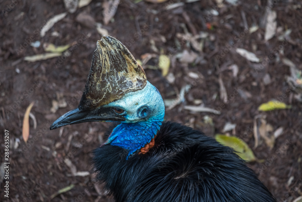 Obraz premium Cassowary looking around