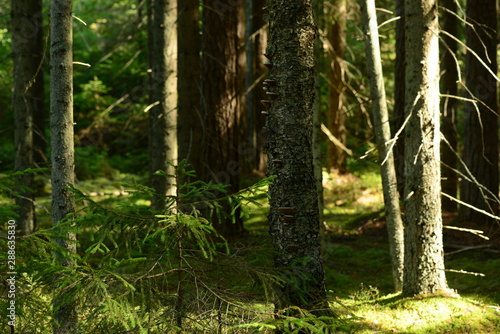 Forest in the shadows and light of the morning sun on a green moss between tree trunks