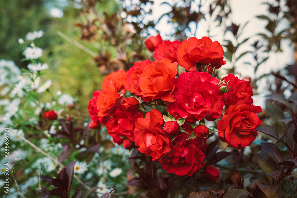 red roses in a garden red roses in a garden