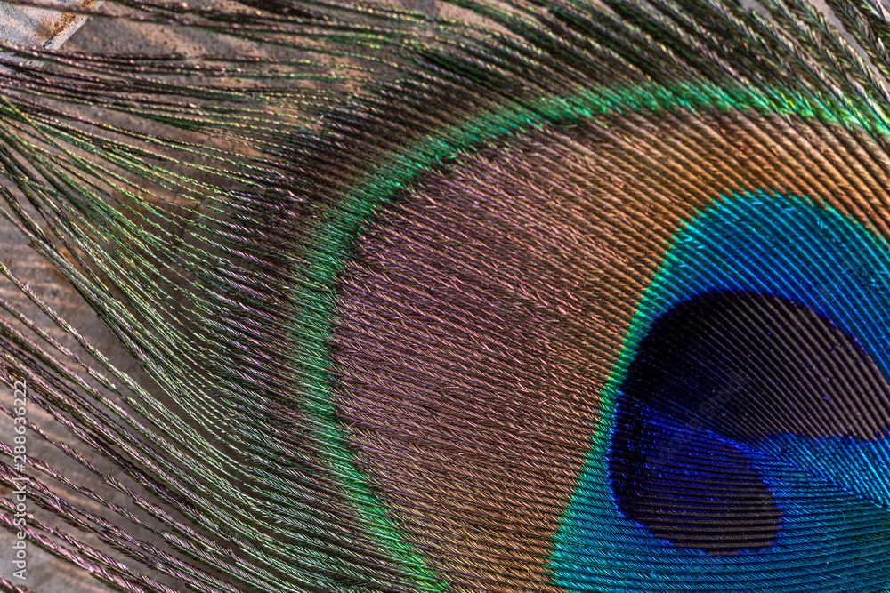 Fototapeta premium Macro Close up of a colorful peacock feather