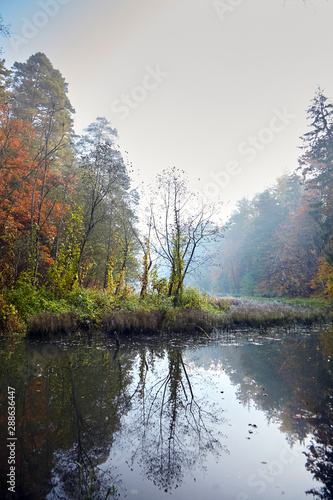 Autumn landscape. Morning foggy forest with yellow foliage, calm swamp river with the reflection of trees in the water. Nature in Belarus