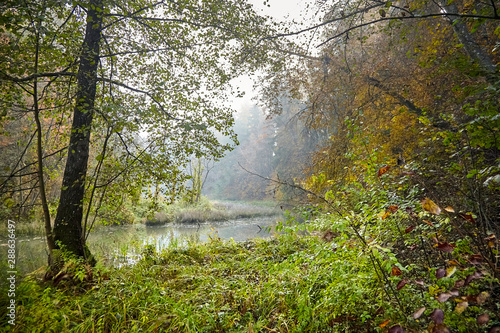 Autumn landscape. Morning foggy forest with yellow foliage  calm swamp river. Nature in Belarus