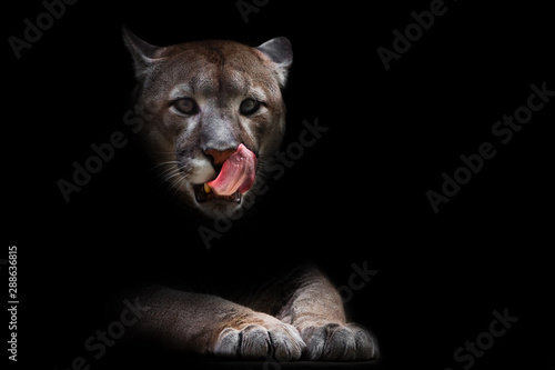 A female cougar (puma) peeps out of the darkness and greedily predatoryly licks its face with its red tongue, dreaming of devouring prey. symbol of female sexuality, dark background.