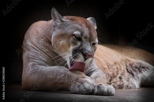 Fotografia Cougar beautifully  lies on a dark background, a powerful predatory big cat