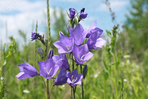 Blossoming blue peach-leaved bellflowers (Campanula carpatica)
