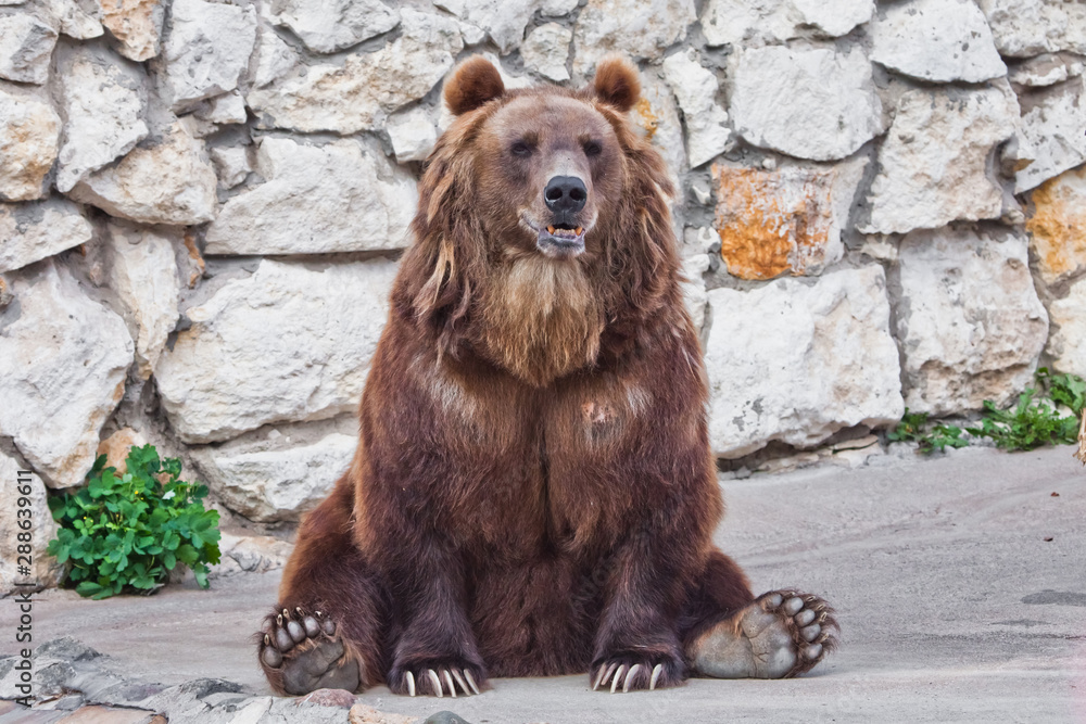 Powerful brown bear . sitting against a stone wall Powerful brown bear . sitting against a stone wall