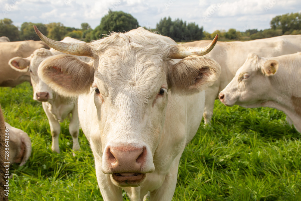 portrait of white cow with horns in a herd of cattle on green meadow portrait of white cow with horns in a herd of cattle on green meadow